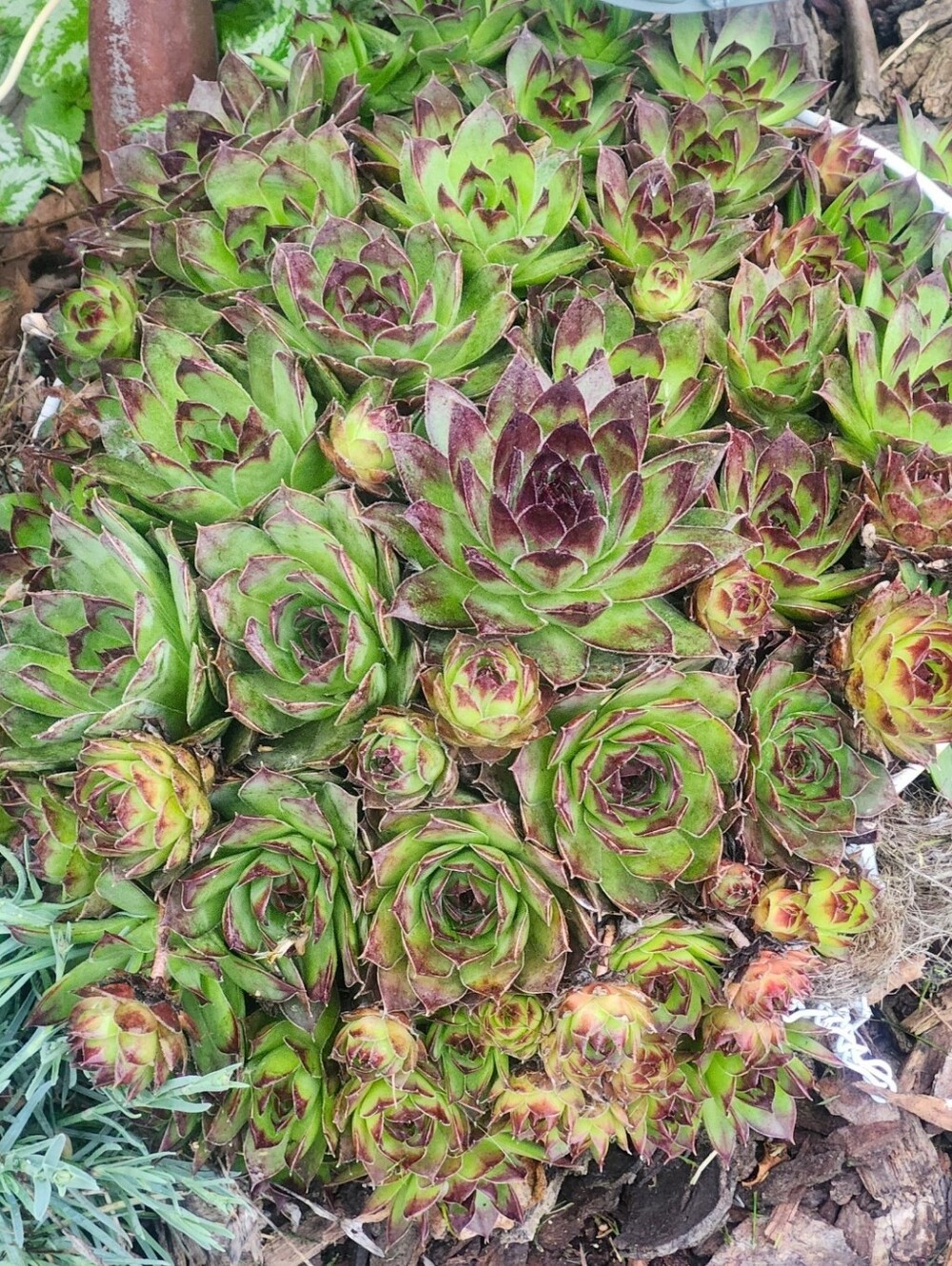 Emily Key Cover Free Chicks And Hens Perennial Plants